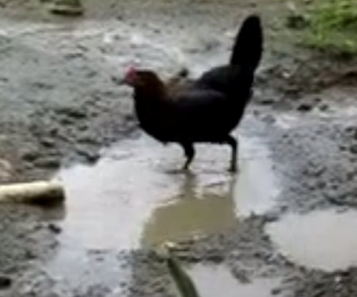 Framing Conversations / Traveling Poem